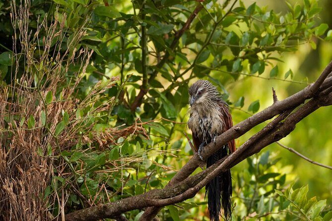 5-Day Private midrange Tour in Arusha with Airport Pickup - Ngorongoro crater: 600+ meters down, and the predators play their patience game