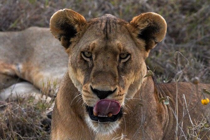 5-Day Private midrange Tour in Arusha with Airport Pickup - What you’re really paying for with a $3,600 private midrange safari