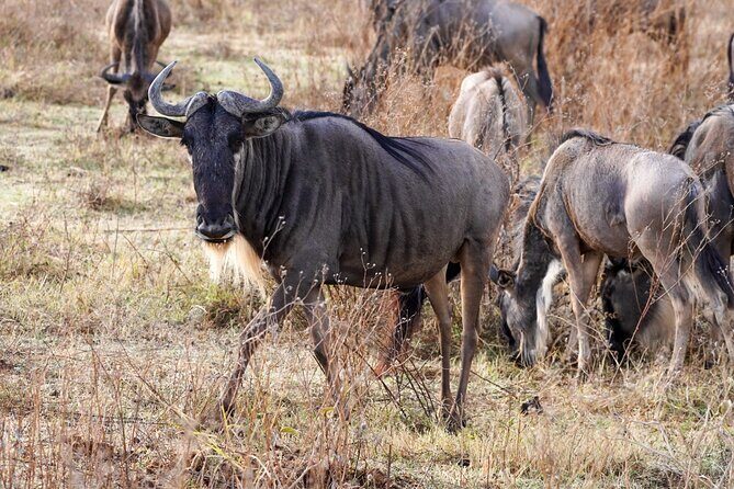 5-Day Private midrange Tour in Arusha with Airport Pickup - The private guide effect: spotting, safety, and learning without lectures