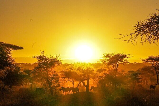 5-Day Private midrange Tour in Arusha with Airport Pickup - Tarangire: elephants, baobabs, and the dry-season “wow” factor