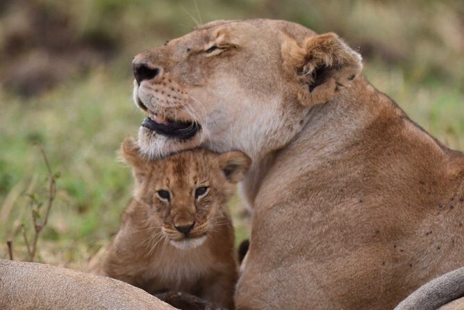 5-Day Private Safari Tour in Northern Tanzania - Key things I’d circle before you go