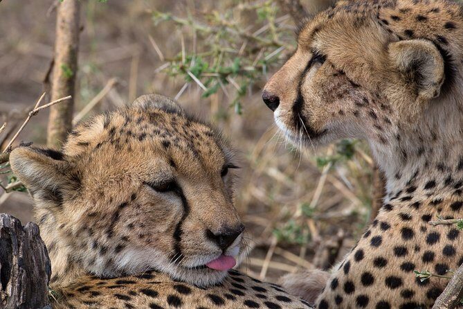 5-Day Private Safari Tour in Northern Tanzania - Tarangire National Park: Elephants, Baobabs, and Birdlife on Day 1