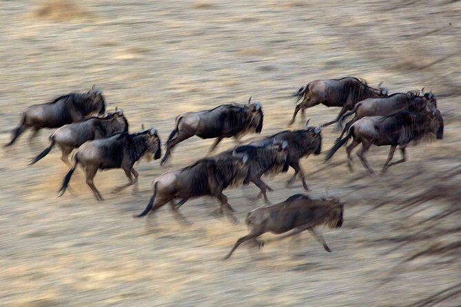 5-Day Private Safari Tour in Northern Tanzania - Olduvai Gorge Optional Stop: Deep-Time Tanzania for $35