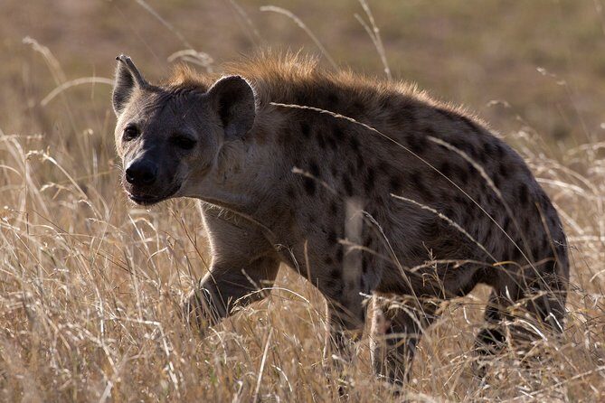 5-Day Private Safari Tour in Northern Tanzania - Ngorongoro Conservation Area and the Crater: The Big Five One-Drive Test