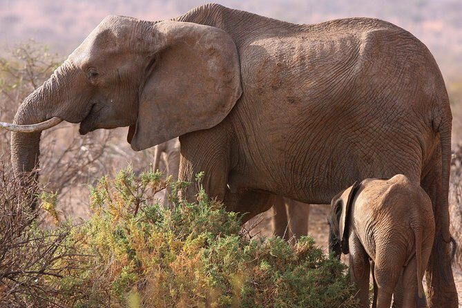 5 day safari Tarangire Serengeti and Ngorongoro crater - Key things I’d circle before you go
