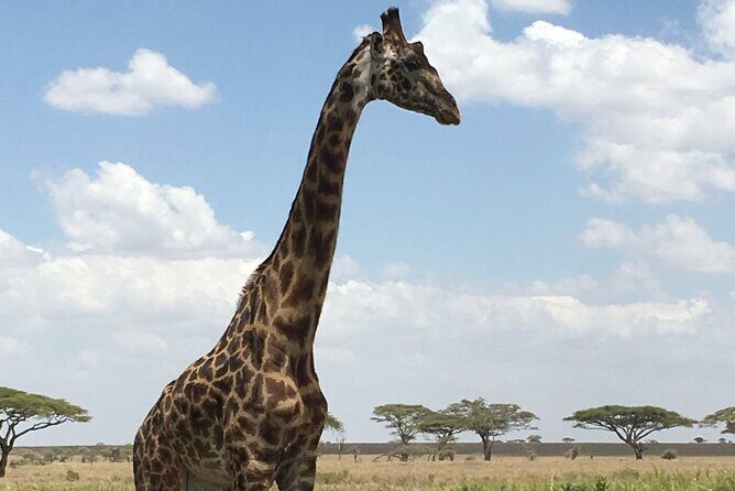 5 day safari Tarangire Serengeti and Ngorongoro crater - The “big three” parks, packed into five days