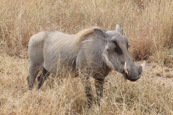 5 day safari Tarangire Serengeti and Ngorongoro crater - Day 3: A full Serengeti game-drive day built for predators and action