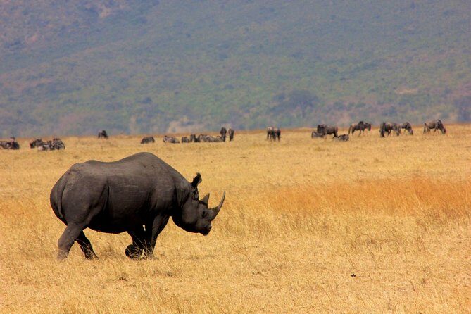 5 Days 4 Nights Tarangire, Serengeti , Ngorongoro & Manyara Wildlife Safari - Day 2 and Serengeti entry: the crater rim view and the endless-plains feeling
