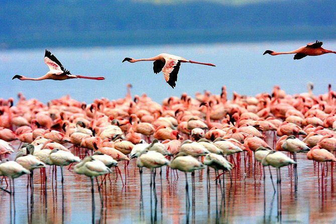 5 Days 4 Nights Tarangire, Serengeti , Ngorongoro & Manyara Wildlife Safari - Day 5 Lake Manyara: Rift Valley ecology, flamingos, and optional canoe time