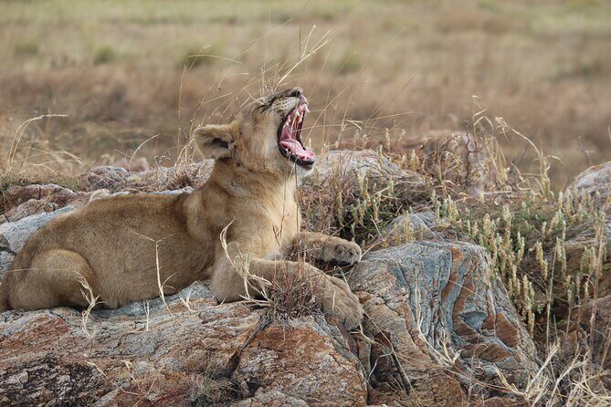 5 Days Best of Tanzania Luxury Safari Northern Circuit - Lake Manyara National Park: flamingos, primates, and tree-lion chances