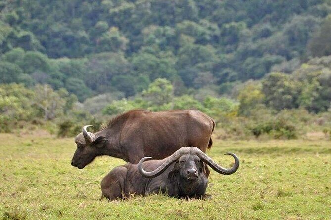 5 Days Budget Private Safari, Tanzania - Day 1 in Tarangire National Park: Elephants, Baobabs, and Open-Roof Wildlife