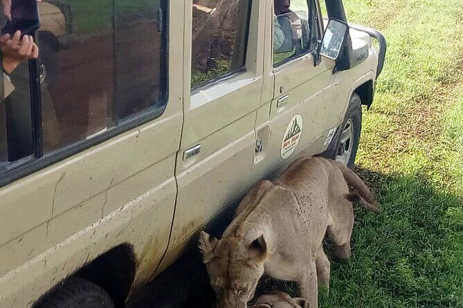 5 Days Camping Tarangire, Serengeti & Ngorongoro crater & Visiting Maasai - Camping Comfort: What’s Included, What’s Variable, What to Pack