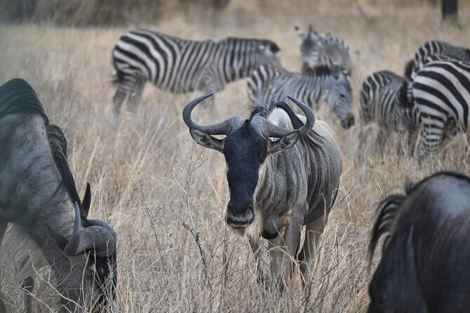 5 Days Group Camping Safari - Your Arusha start point and the small-group setup (max 7)
