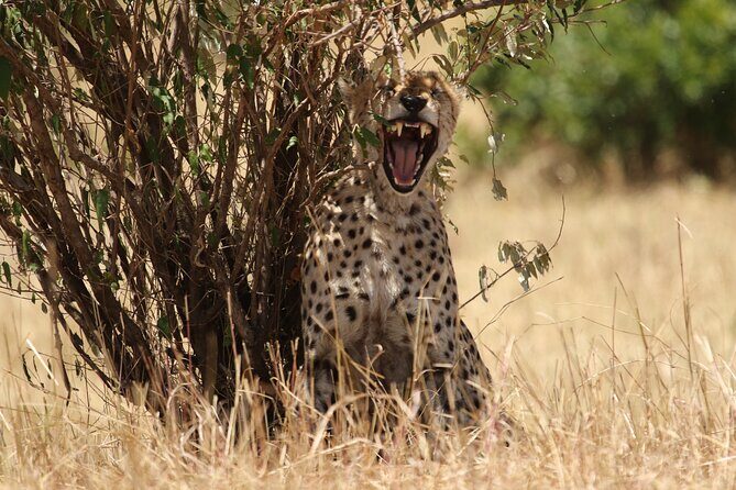 5 Days Group Camping Safari - Day 2 Lake Manyara: extended drive and flamingos depending on season