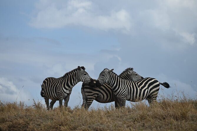 5 Days Group Camping Safari - Day 3 Serengeti Seronera area: endless plains and river-driven wildlife