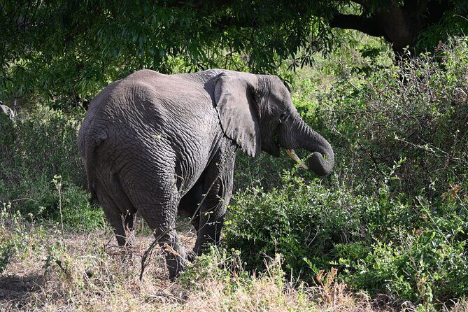 5 Days Group Camping Safari - Day 4 Early safari rhythm: coffee, lunch boxes, then Ngorongoro overnight