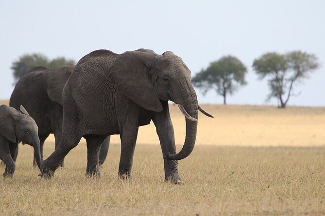 5 Days Group Camping Safari - Day 5 Ngorongoro crater: descent over 600 meters and Lake Magadi