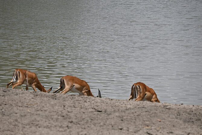 5 Days Group Camping Safari - Four parks in one rhythm: what each stop really offers