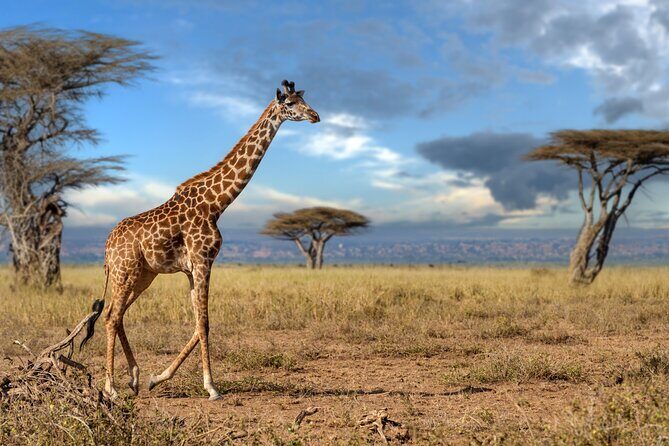 5 Days Mid-Range Group Safari with Accommodation - Key highlights at a glance