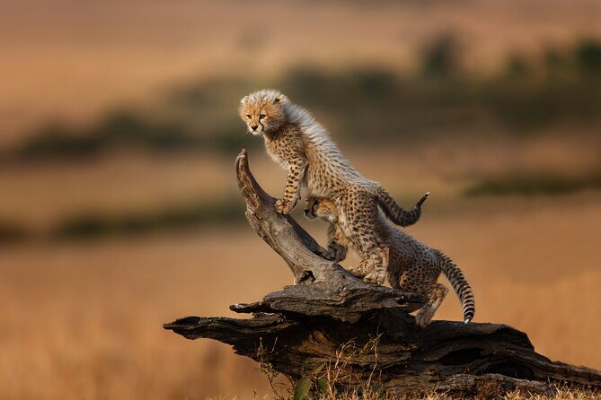 5 Days Mid-Range Group Safari with Accommodation - Lake Manyara mornings: flamingos, forest edges, and lion odds