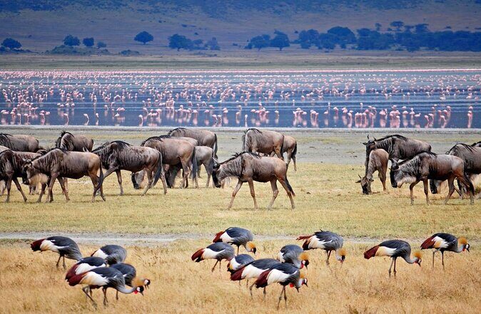 5 Days Private Safari- Tarangire, Serengeti, Ngorongoro & Manyara - Key reasons this 5-day private safari works