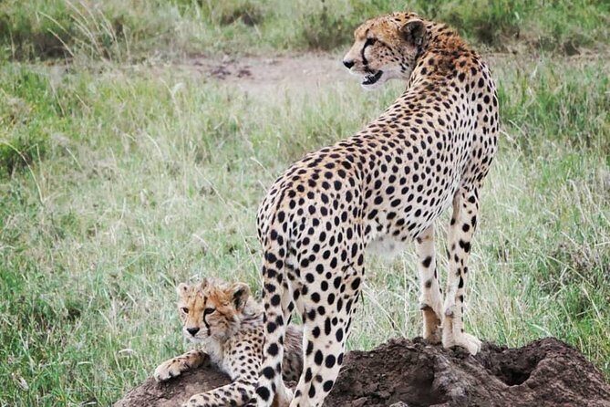 5 days safari, hiking & culture (Serengeti & kilimanjaro) - Serengeti at Seronera: sunset wildlife and an early-morning plan