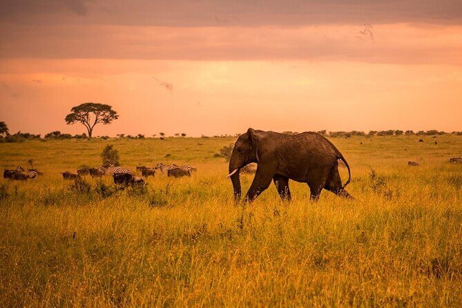 5 Days Safari in Tanzania | Camping and Lodge Safaris - Day 1 Tarangire National Park: elephants and baobabs to set the tone