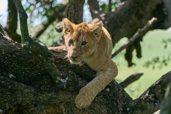 5 Days Safari Northern Circuit of Tanzania - Driving Hours, Picnic Lunches, and How to Make This Pacing Feel Good