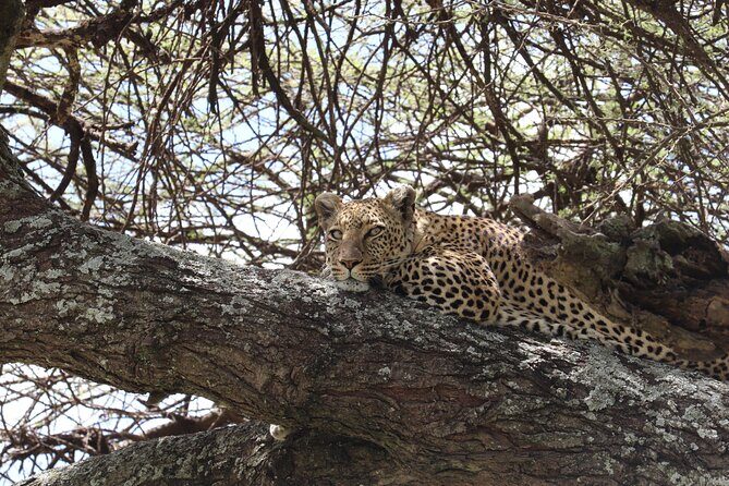 5 Days Safari Northern Circuit of Tanzania - Price and Value: What $2,097 Covers on the Northern Circuit