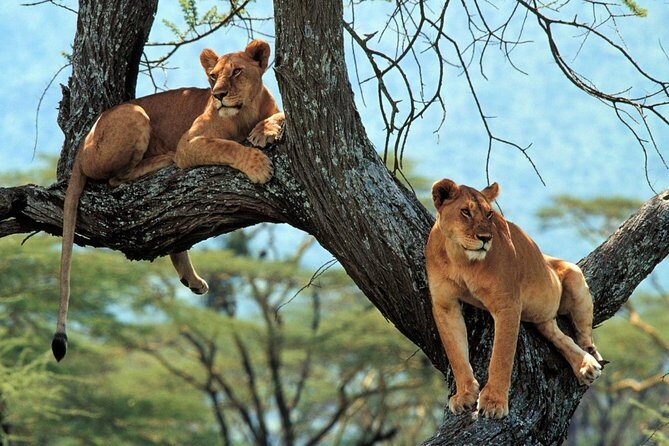 5 Days Serengeti Camping Safari - Ngorongoro Crater on Day 4: The 6:15 Am Descent and Black Rhino Focus