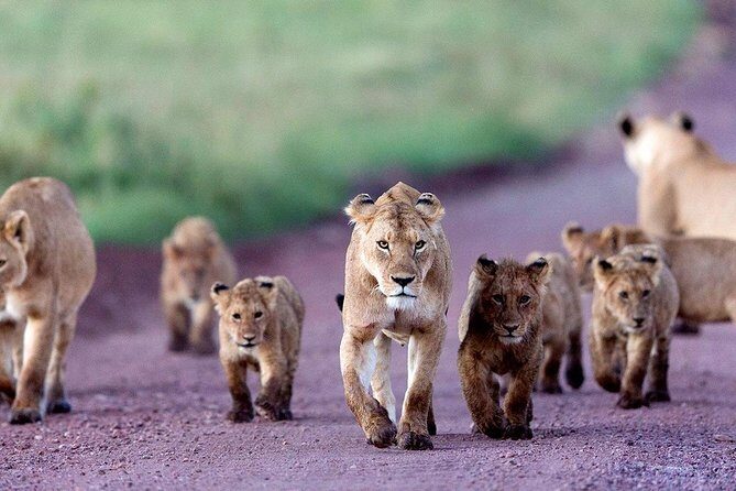 5 Days Serengeti Camping Safari - Price and What You’re Actually Buying for $1,100