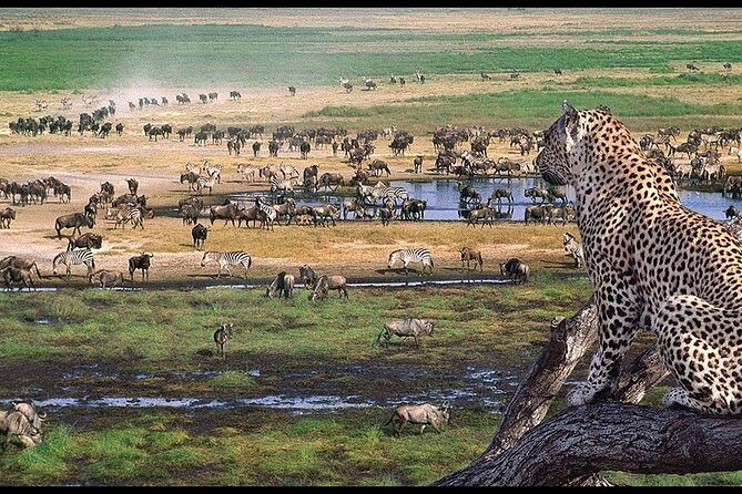 5 Days Serengeti Camping Safari - Food, Guides, and the Service Stuff That Makes Safari Easier