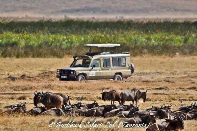 5 Days Serengeti Camping Safari - Group Size, Timing, and How to Mentally Prepare
