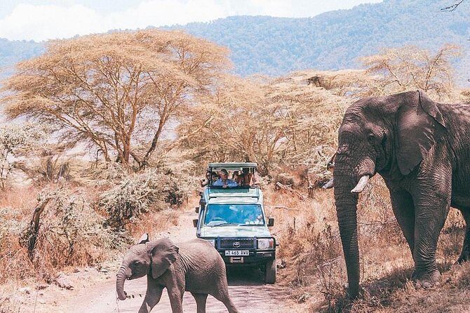 5 days serengeti, ngorongoro, tarangire & manyara lodge tour - A Five-Park Plan That Doesn’t Feel Like a Whirlwind