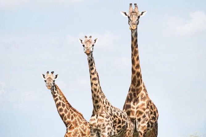 5 days serengeti, ngorongoro, tarangire & manyara lodge tour - Tarangire + Lake Manyara: Adding Variety Without Adding Too Many Travel Days
