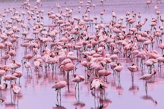 5 days serengeti, ngorongoro, tarangire & manyara lodge tour - Guides, Drivers, and the Small-Group Advantage
