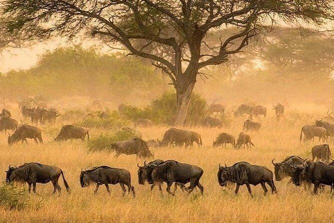 5 days serengeti, ngorongoro, tarangire & manyara lodge tour - Serengeti Drives: Binoculars On, Not in the Bag