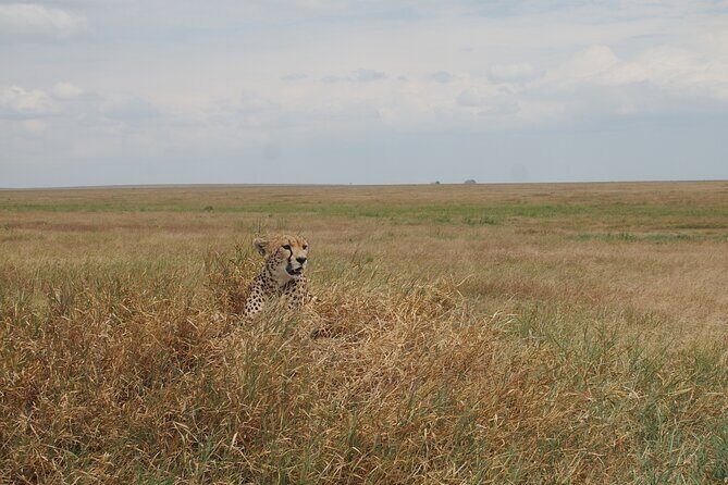 5 days Tanzania Camping Safari - Camping Nights Inside the Park: What You Gain (and What You Give Up)