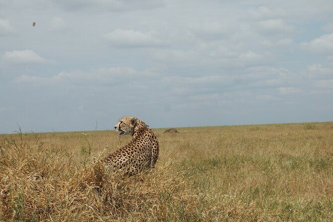 5 days Tanzania Camping Safari - Price and Value: What Your $1,990 Includes (and Why It Matters)