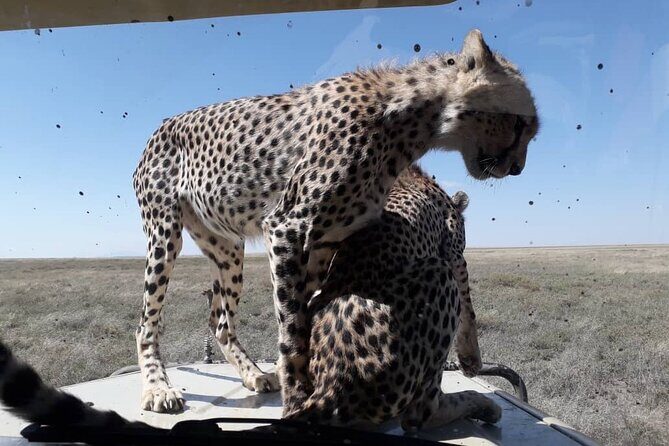 5 Days Tanzania Group Joining Safari, Tarangire/Serengeti/Ngorongoro Crater - Day 1: Arusha to Tarangire National Park for elephants and a calmer feel
