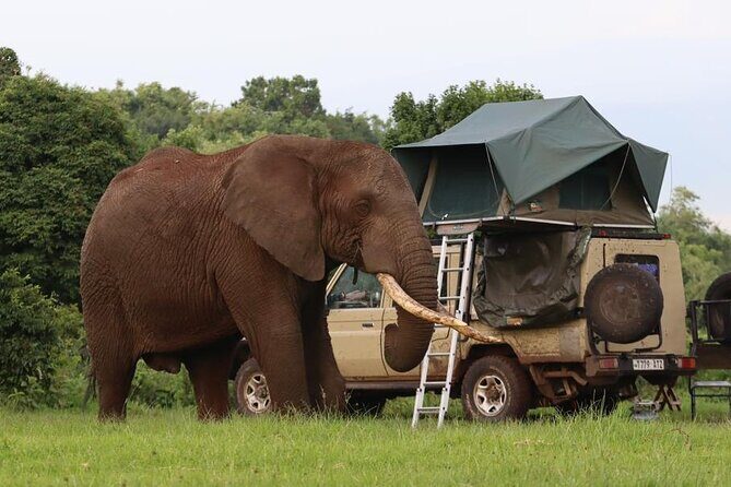 5 Days Tanzania Joining Safari with Pick Up Included Shared Tour - Serengeti Day Drives: Wildebeest Country and Seronera Lion Odds