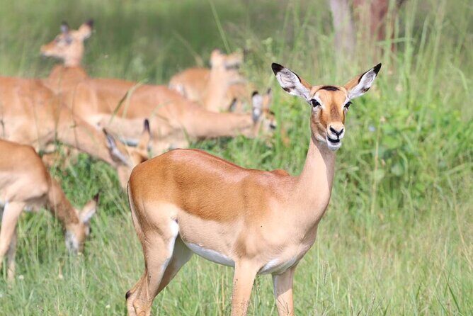 5 Days Tanzania Joining Safari with Pick Up Included Shared Tour - Shared Group of Up to 6: Timing, Guides, and How the Day Flows
