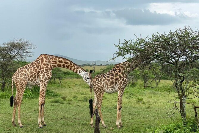 5 Days Tanzania Joining Safari with Pick Up Included Shared Tour - Price, Park Fees, and What You Still Need to Pay