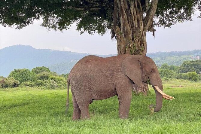 5 Days Tanzania Joining Safari with Pick Up Included Shared Tour - Practical Tips for Cameras, Clothing, and Long Safari Days