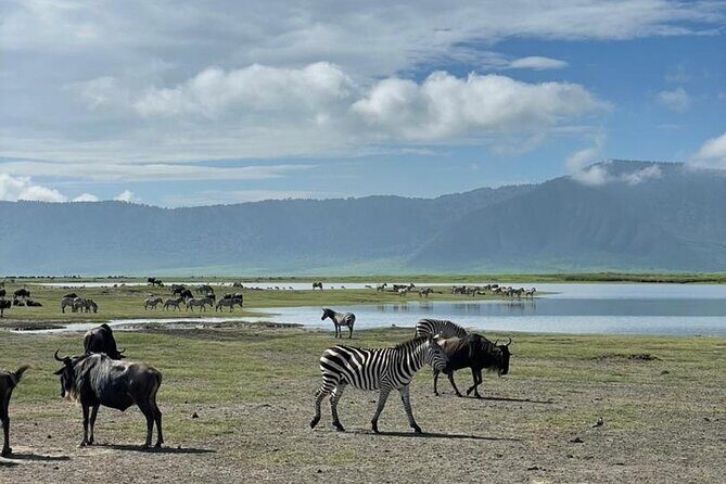 5 Days Tanzania Joining Safari with Pick Up Included Shared Tour - Should You Book This 5-Day Shared Camping Safari?