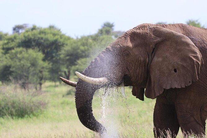 5 Days Tanzania Joining Safari with Pick Up Included Shared Tour - Ngorongoro Conservation Area to Crater Floor: Hippo Pool and Black Rhino Hopes