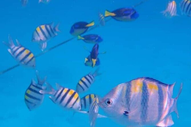 5-Hour Snorkeling, Swimming with Dolphins and Sea Turtles Aquarium - Key things I’d clock before you book