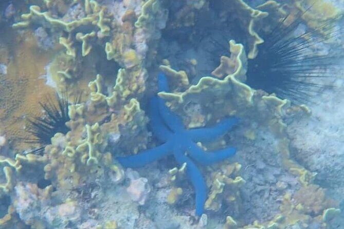 5-Hour Snorkeling, Swimming with Dolphins and Sea Turtles Aquarium - The dolphin search: good odds, but manage the “swim with dolphins” fantasy