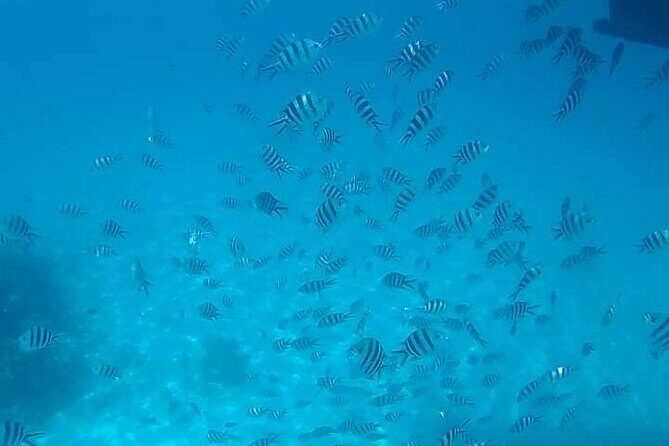 5-Hour Snorkeling, Swimming with Dolphins and Sea Turtles Aquarium - Reef fish spotting: what the guide helps you actually notice