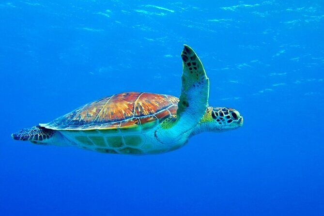 5-Hour Snorkeling, Swimming with Dolphins and Sea Turtles Aquarium - Price and value: what $60 buys in the real world